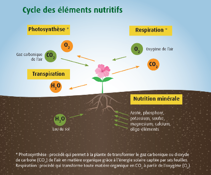 Pourquoi les plantes ont-elles besoin de lumière ?